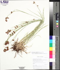 Rhynchospora compressa image