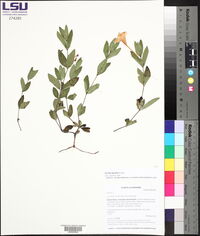 Ruellia humilis image