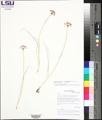 Allium canadense var. mobilense image
