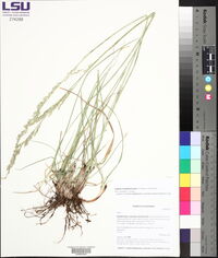 Lolium arundinaceum image