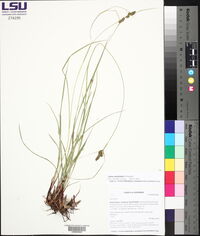 Carex caroliniana image
