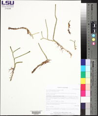 Lycopodiella appressa image