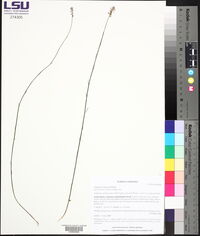 Polygala polygama image