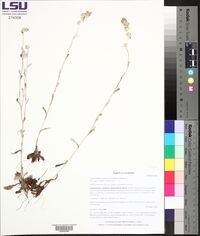 Gamochaeta purpurea image