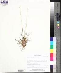 Eriocaulon texense image