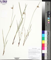 Scleria pauciflora var. caroliniana image
