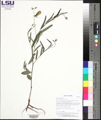 Crotalaria sagittalis image