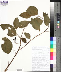 Solanum inelegans image