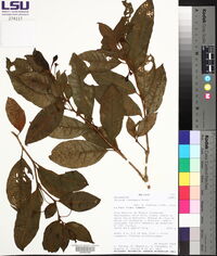 Solanum inelegans image