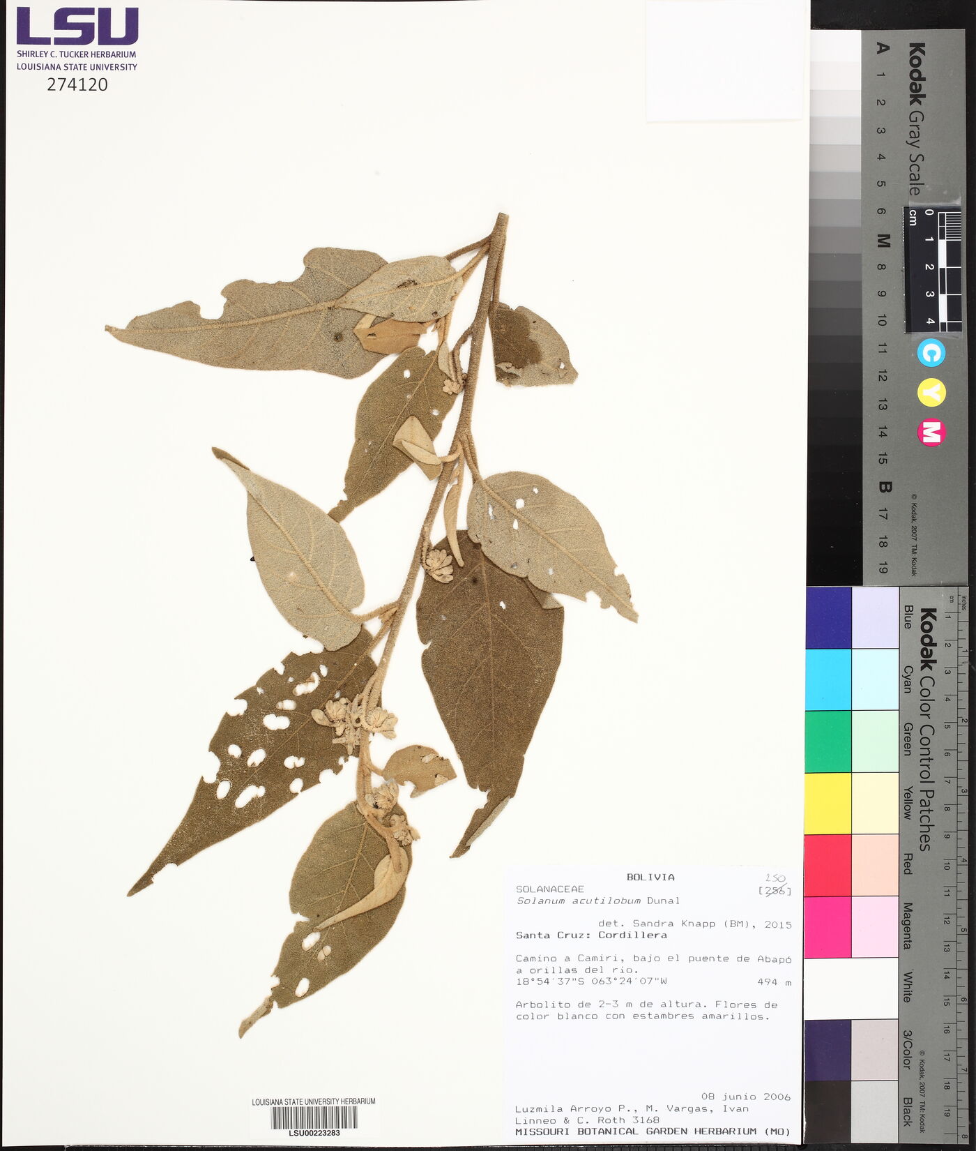 Solanum acutilobum image