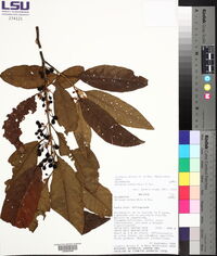 Solanum nutans image