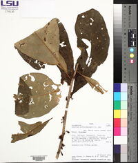 Cestrum schlechtendalii image