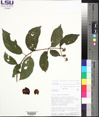 Lycianthes pauciflora image