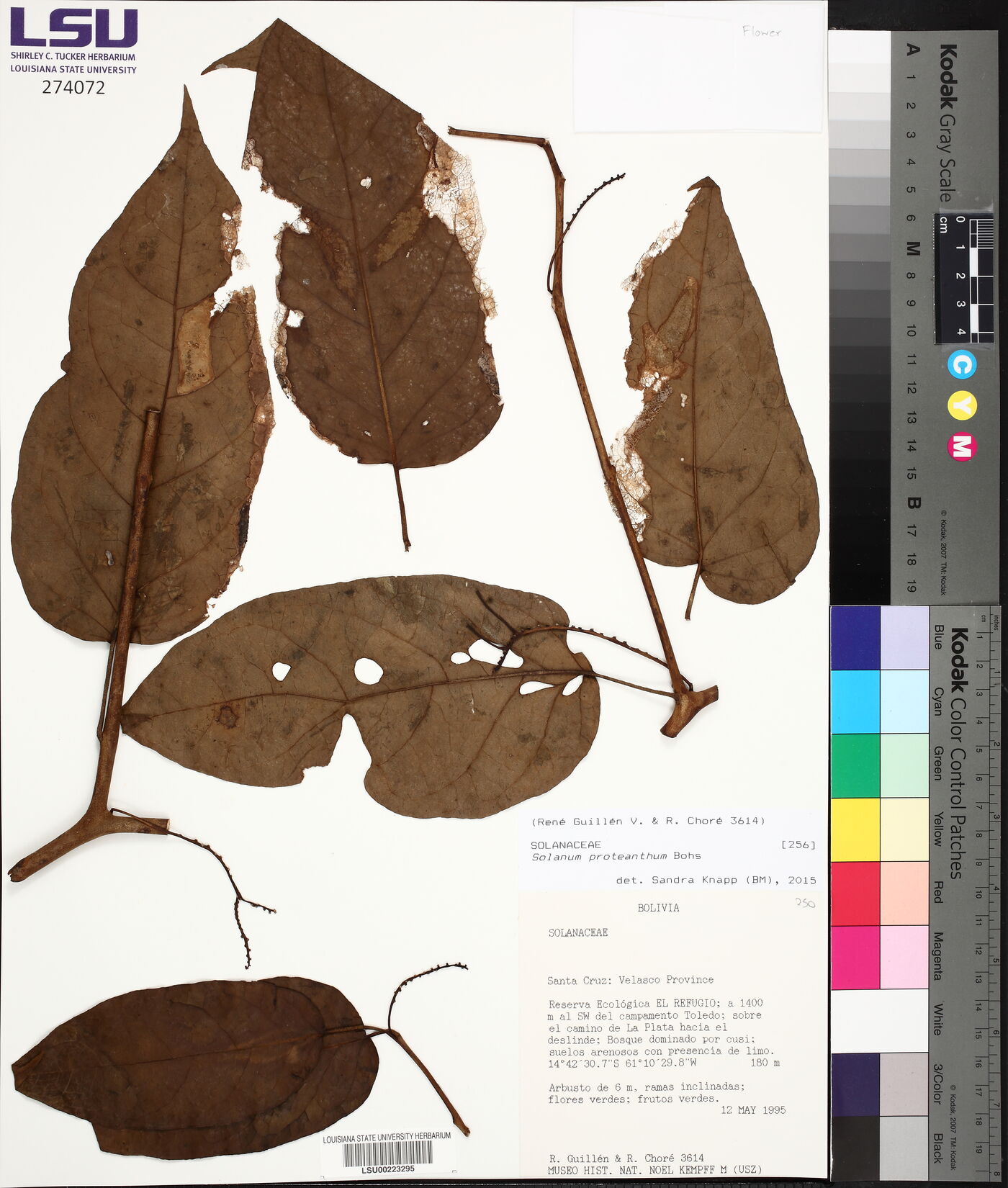 Solanum proteanthum image