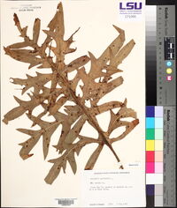 Silphium laciniatum image
