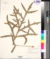 Silphium laciniatum image