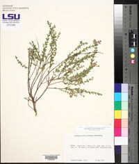 Scutellaria drummondii image