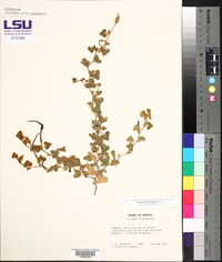 Aristolochia wrightii image