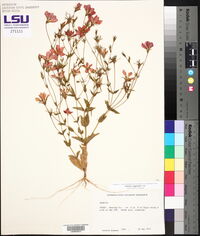 Sabatia campestris image