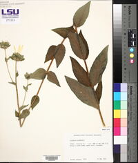 Silphium simpsonii image