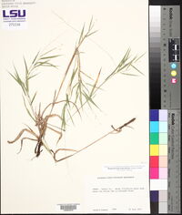 Dichanthelium pedicellatum image
