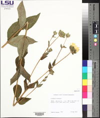 Silphium simpsonii image