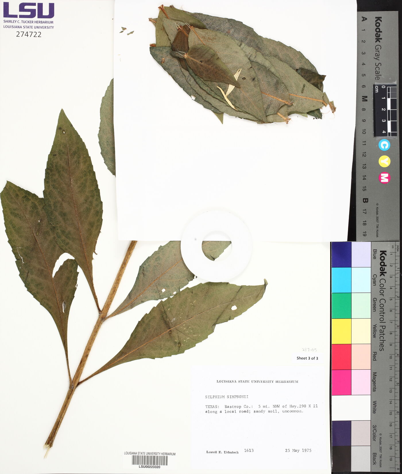 Silphium simpsonii image