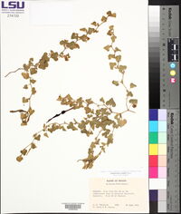 Aristolochia wrightii image