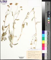 Verbesina encelioides image