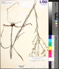 Pityopsis graminifolia var. graminifolia image