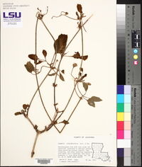 Clematis dioscoreifolia image