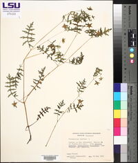 Polemonium reptans image