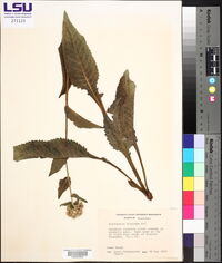 Parthenium hispidum image