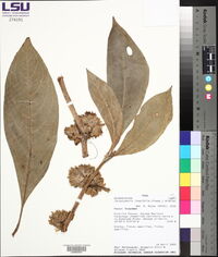 Paradrymonia longifolia image