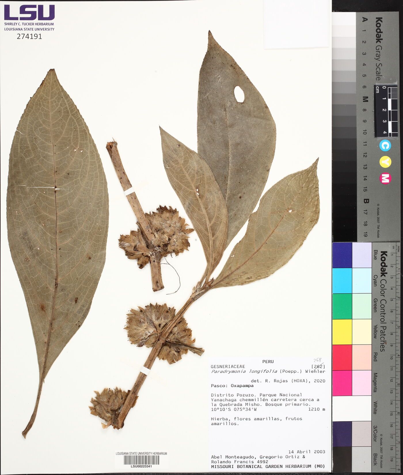 Paradrymonia longifolia image