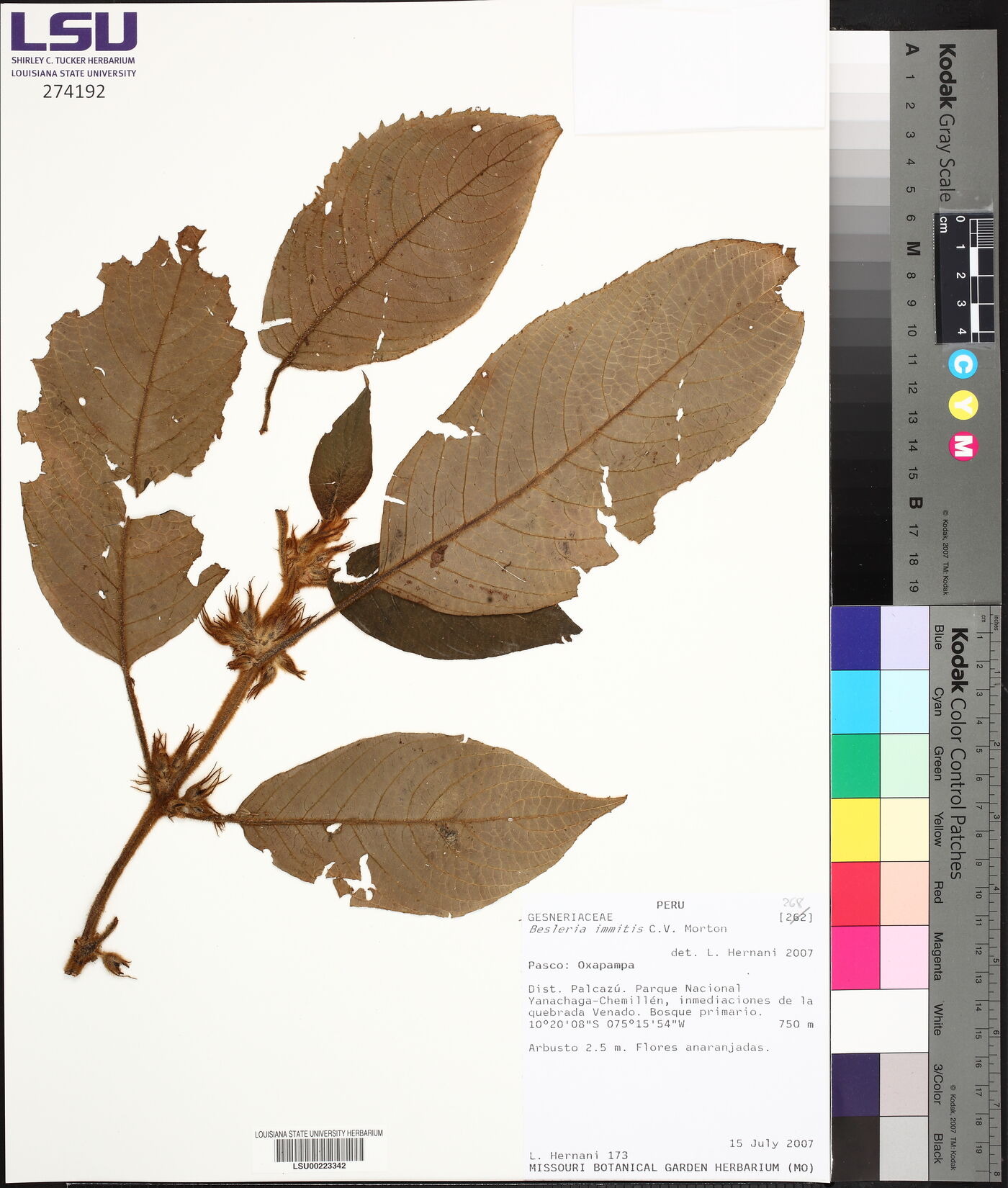Besleria immitis image