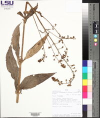 Gloxinia xanthophylla image