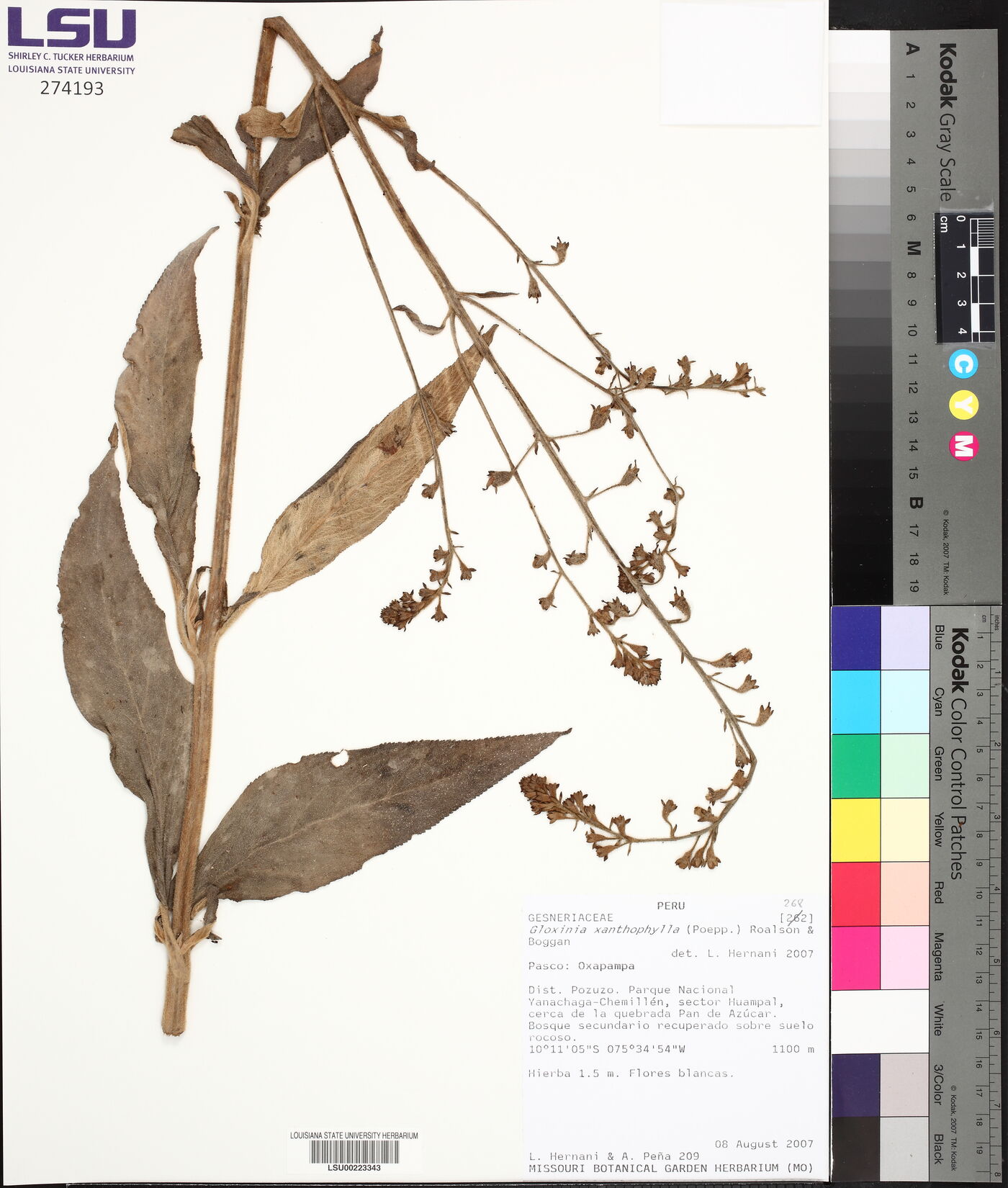 Gloxinia xanthophylla image