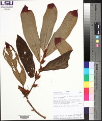 Columnea guttata image