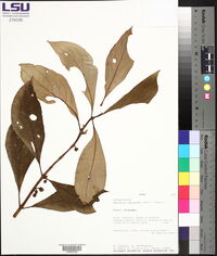 Besleria aggregata image