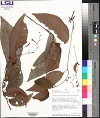 Monopyle paniculata image