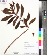 Columnea anisophylla image