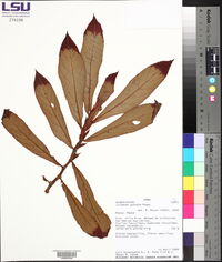 Columnea guttata image