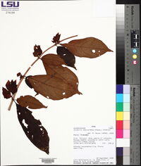 Drymonia semicordata image