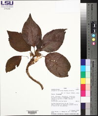 Drymonia foliacea image