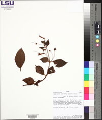Heppiella ulmifolia image