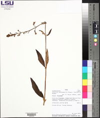 Gloxinia xanthophylla image