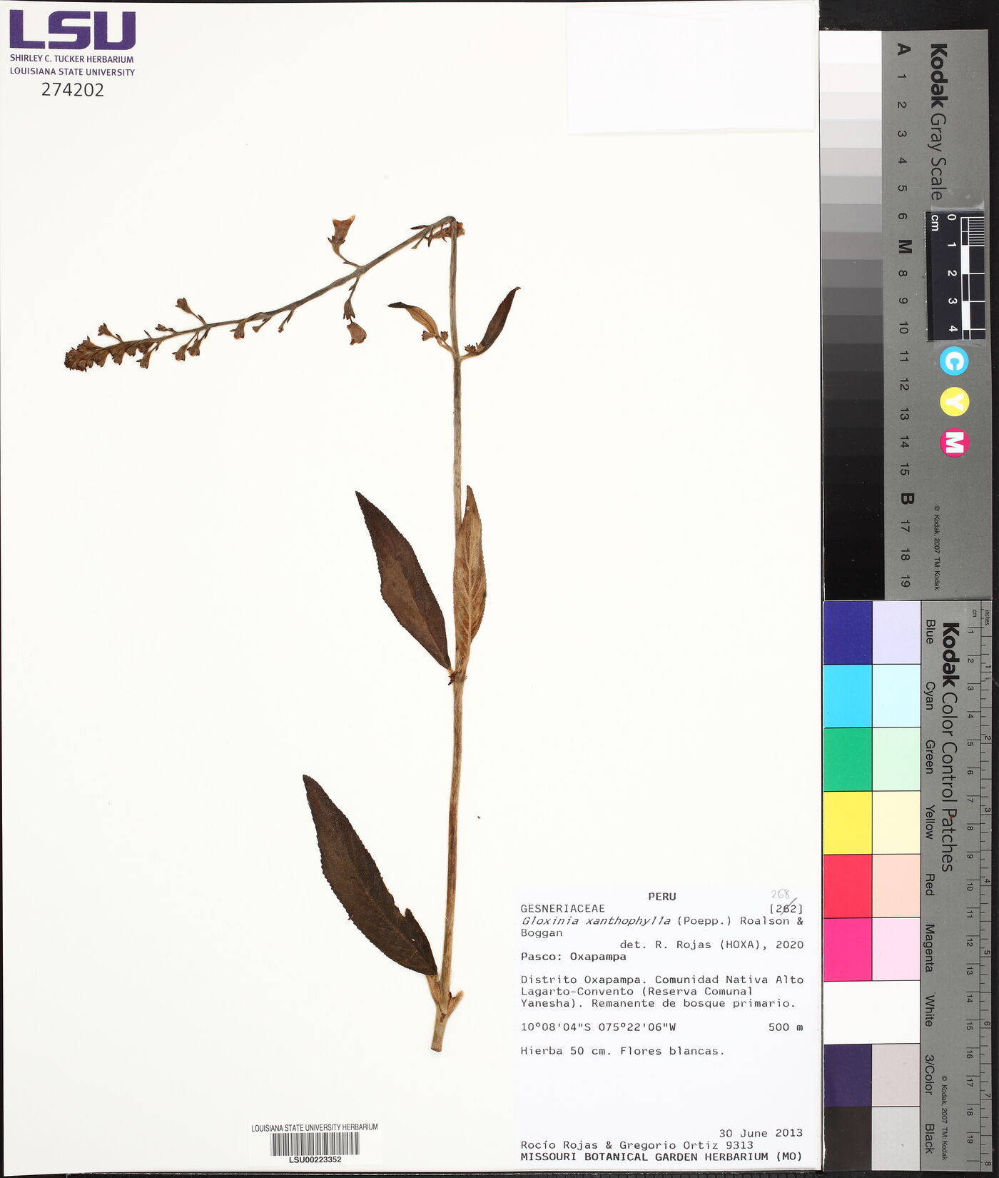 Gloxinia xanthophylla image