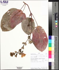 Gloxinia perennis image