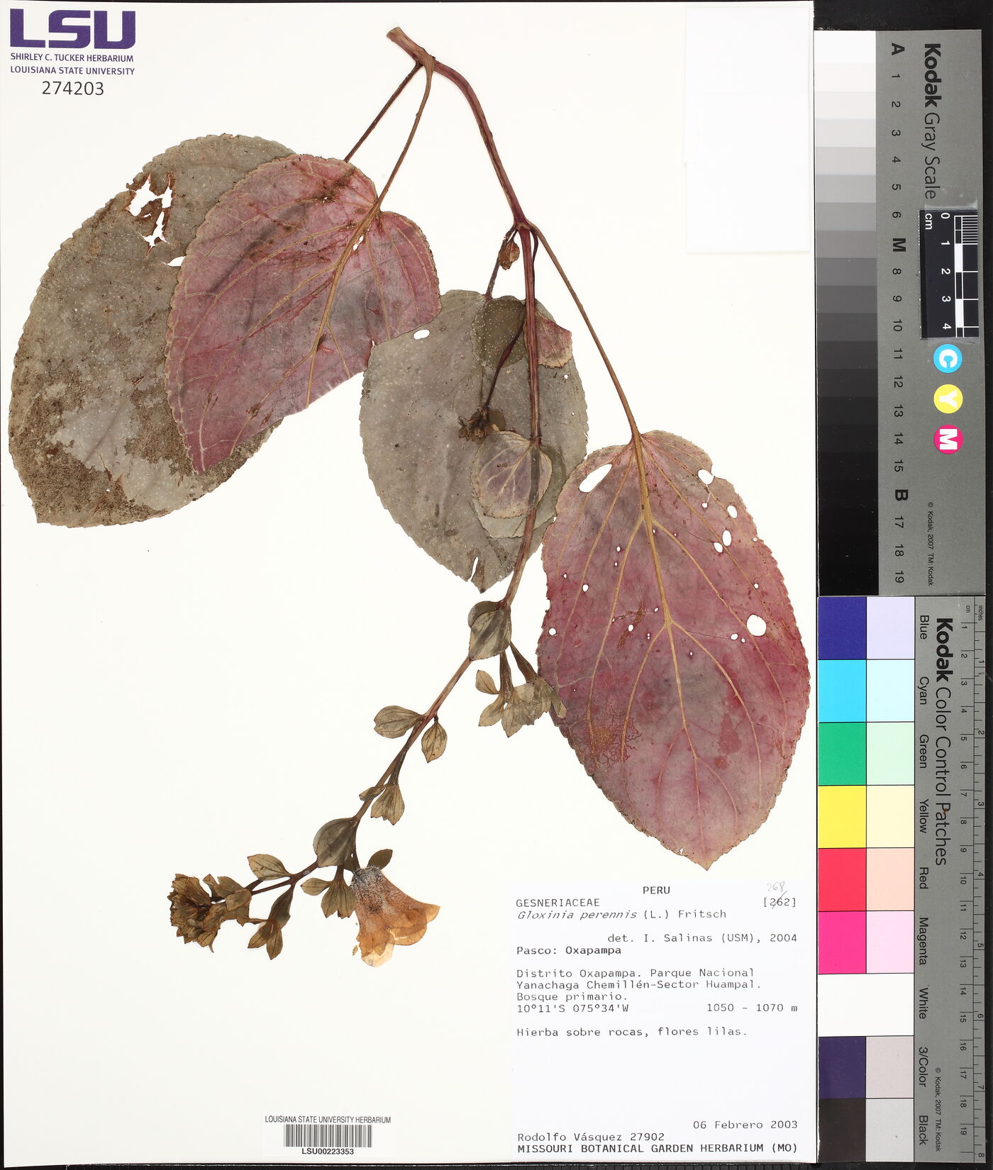 Gloxinia perennis image